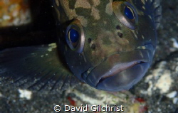 A reluctant model. This Juvenile Dusky Grouper was hiding... by David Gilchrist 